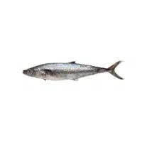 Kingfish | Seafood items Names in English