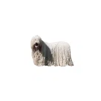 Komondor | Types of Dogs Names in English