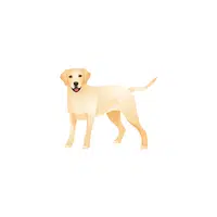 Labrador | Types of Dogs Names in English