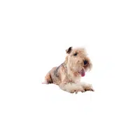 Lakeland Terrier | Types of Dogs Names in English