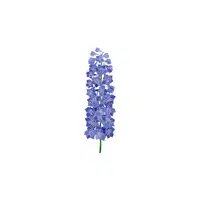 Larkspur