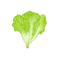 Lettuce | Grocery Store items Names in English