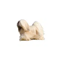 Lhasa Apso | Types of Dogs Names in English