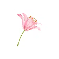 Lily | Plants Names in English
