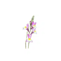 Linaria | Plants Names in English