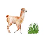 Llama – Grass