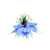 Love-in-a-Mist