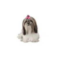 Lowchen | Types of Dogs Names in English