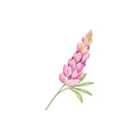 Lupine | Plants Names in English