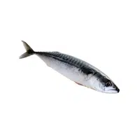 Mackerel | Seafood items Names in English