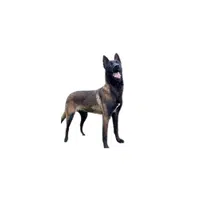 Malinois