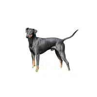 Manchester Terrier