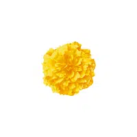 Marigold | Plants Names in English