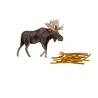 Moose – twigs