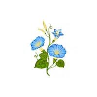Morning Glory