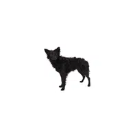 Mudi | Types of Dogs Names in English