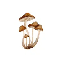 Mushrooms | Grocery Store items Names in English