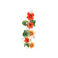 Nasturtium | Plants Names in English