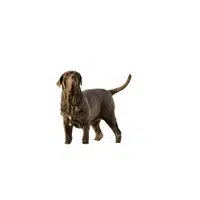 Neapolitan Mastiff