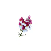 Nemesia | Plants Names in English