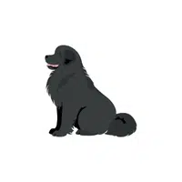 Newfoundland | Types of Dogs Names in English