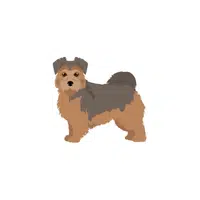Norfolk Terrier