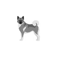 Norwegian Elkhound | Types of Dogs Names in English