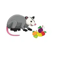 Opossum – Fruits - Animals Foods Names
