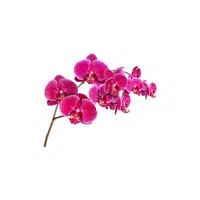 Orchid | Plants Names in English