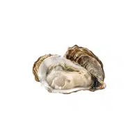 Oyster | Seafood items Names in English