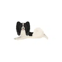 Papillon | Types of Dogs Names in English