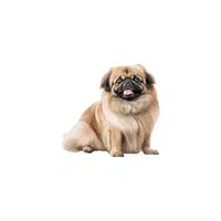 Pekingese | Types of Dogs Names in English