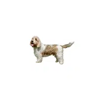 Petit Basset Griffon | Types of Dogs Names in English