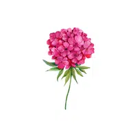 Phlox | Plants Names in English