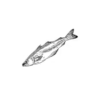 Pollock | Seafood items Names in English