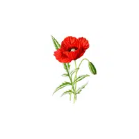 Poppy | Plants Names in English