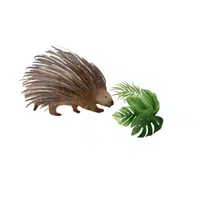 Porcupine – leaves - Animals Foods Names