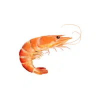Prawn | Seafood items Names in English