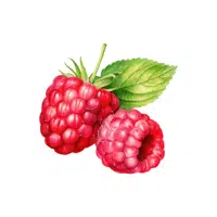 Raspberries | Grocery Store items Names in English