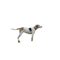 Redbone Coonhound