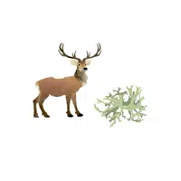 Reindeer – Lichen