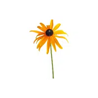 Rudbeckia