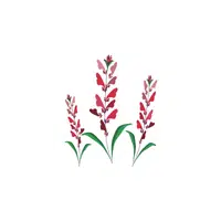 Salvia | Plants Names in English