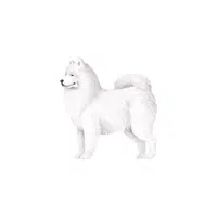 Samoyed | Types of Dogs Names in English