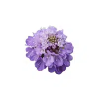 Scabiosa | Plants Names in English