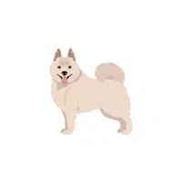Schipperke | Types of Dogs Names in English