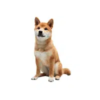 Shiba Inu | Types of Dogs Names in English