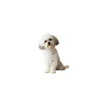 Shih Tzu | Types of Dogs Names in English
