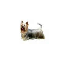Silky Terrier | Types of Dogs Names in English