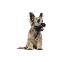 Skye Terrier